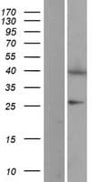 EIF2B2 Protein (Over-Expression Lysate Myc-DDK (Flag))