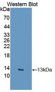 RETN / Resistin Antibody (aa22-109)
