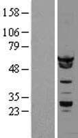HNRNPK / hnRNP K Protein (Over-Expression Lysate Myc-DDK (Flag))
