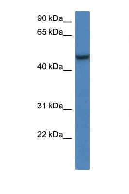ARMCX1 Antibody (aa303-352)