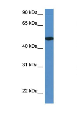 IER5L Antibody (aa331-380)