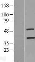 Human TIMM50 Protein (Over-Expression Lysate Myc-DDK (Flag))
