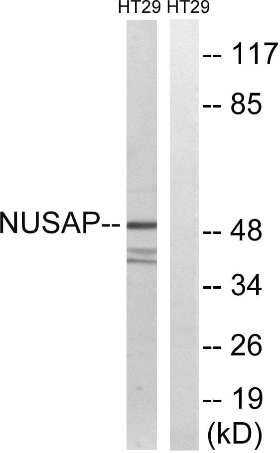 NUSAP1 / NUSAP Antibody