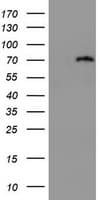 DDX59 Antibody (clone OTI1F8)