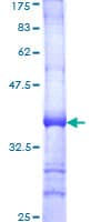 Human CDw218a / IL18R1 Protein (Recombinant GST, N-terminus)