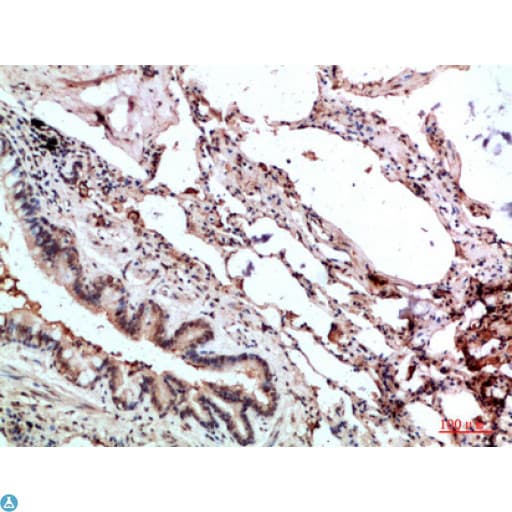 GMFG Antibody