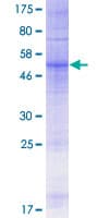 Human OR51L1 Protein (Recombinant GST)