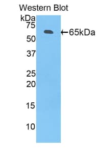 Polyclonal Rabbit anti-Rat CD14 Antibody (aa18-372, WB)