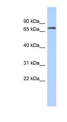 LIM Protein / LPP Antibody (aa107-156)