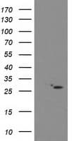 CDKN3 / KAP Antibody (clone OTI4D8, Carrier-free)
