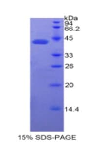 Human BPI Protein (Recombinant His-GST)