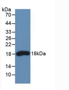 RNASE3 Antibody