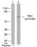 MYC / c-Myc Antibody