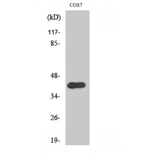 CRK Antibody (160-240 aa)