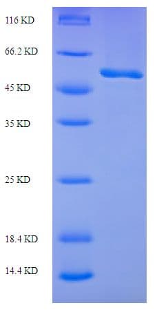 E. coli RecF Protein (Recombinant His-SUMO)