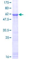 Human IL1A / IL-1 Alpha Protein (Recombinant GST)