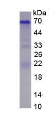 Human SPP1 / Osteopontin Protein (Recombinant)
