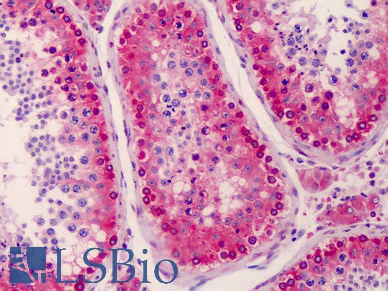 IHC-plus™ NANOS3 / NOS-3 Antibody