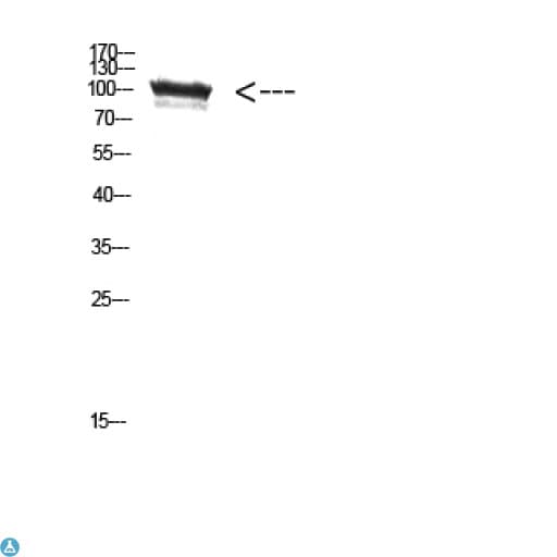 TRPV4 Antibody