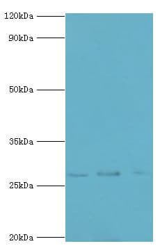 YWHAQ / 14-3-3 Theta Antibody (aa1-245)