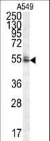 DCAF10 Antibody (aa113-142)
