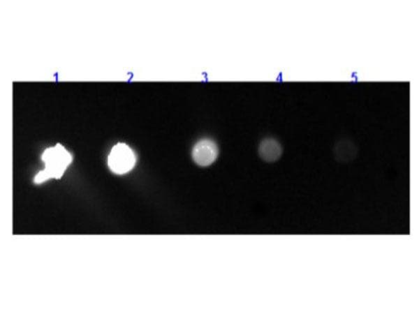 Polyclonal Goat Anti-Rabbit IgG Fc Secondary Antibody (FITC, IF)