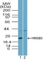 HMGB3 Antibody (aa1-50)