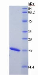 Mouse PPIB / Cyclophilin B Protein (Recombinant His)