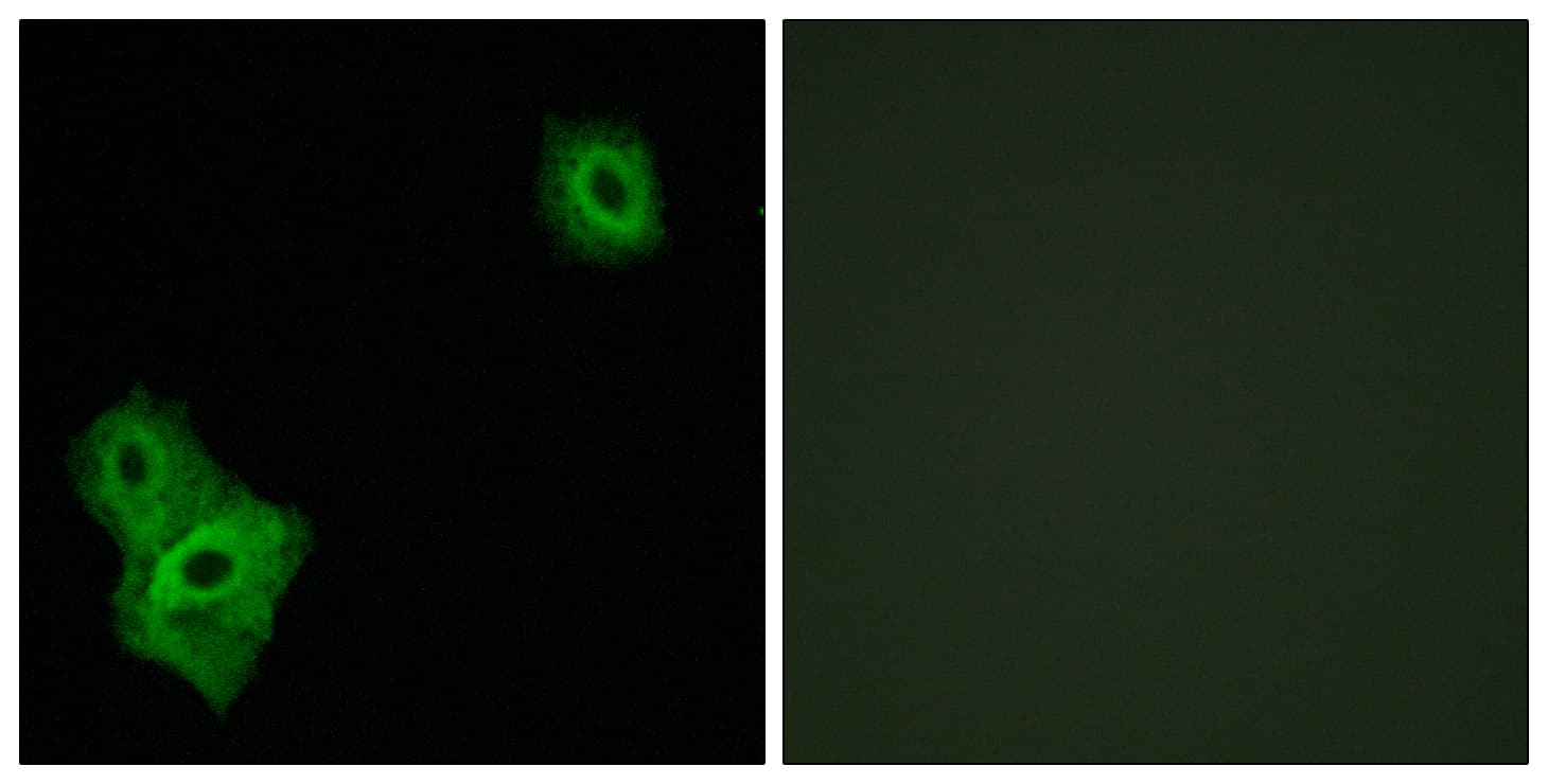 AIFM3 Antibody (aa10-59)