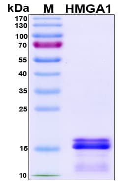 Human HMGIY / HMGA1 Protein (Recombinant His, N-Terminal)