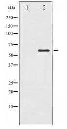 Polyclonal Rabbit anti-Human CDC25C Antibody (IHC, WB)