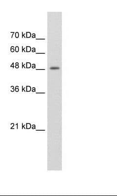 FAM174B Antibody (C-Terminus)