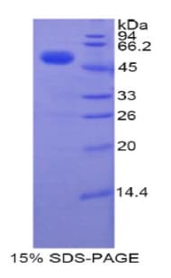 Human MtTFA / TFAM Protein (Recombinant His-GST)