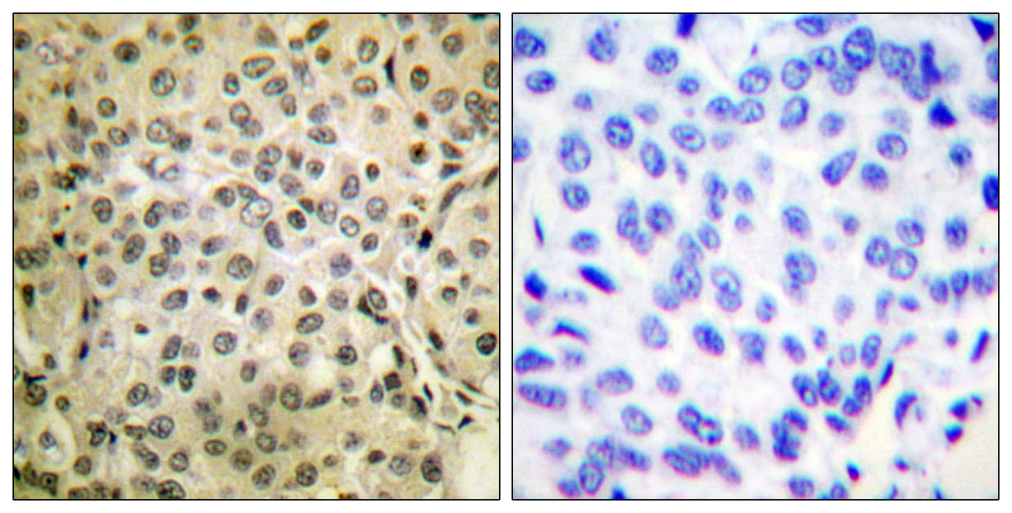 SMAD3 Antibody (aa376-425)