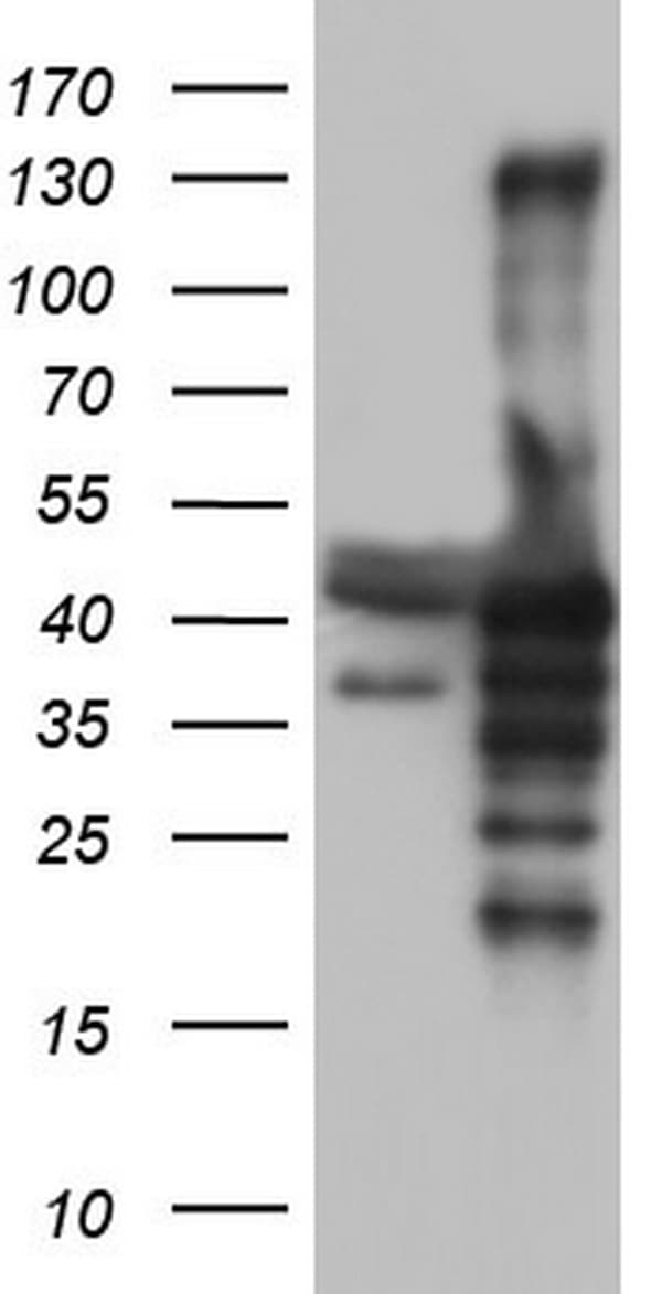 NRBF2 Antibody (clone OTI1A8)