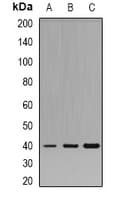 PLEK / Pleckstrin Antibody