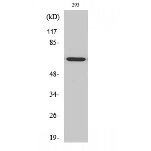 GNL3L Antibody (40-120 aa, Internal)