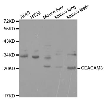 Polyclonal Rabbit anti-Human CD66d / CEACAM3 Antibody (IHC, WB)