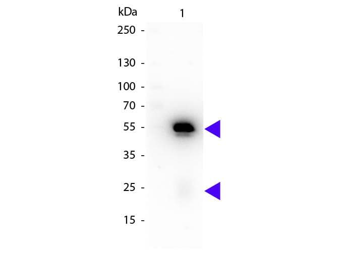 Rat Anti-Rabbit IgG Secondary Antibody (HRP)