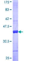 Human FBLN2 / Fibulin 2 Protein (Recombinant GST, N-terminus)