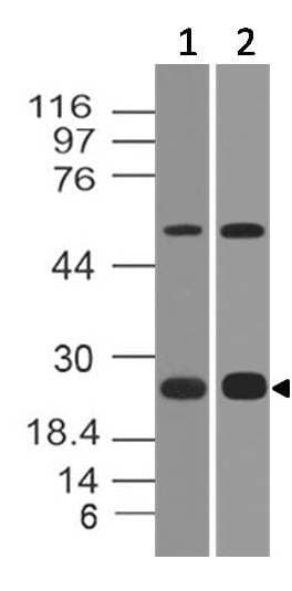 Polyclonal Rabbit anti-Mouse VTCN1 / B7-H4 Antibody (WB)