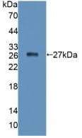 PTPRF Antibody (aa30-224, PE)