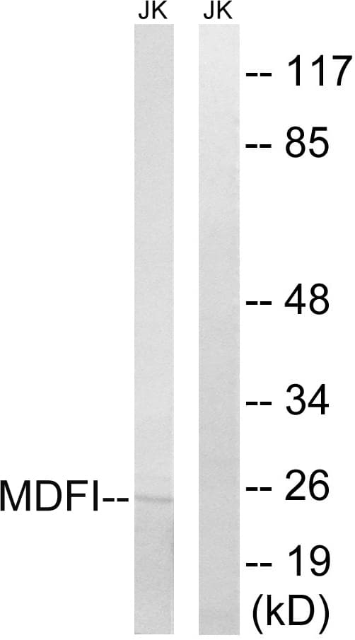MDFI / I-MF Antibody (aa103-152)