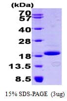 Human EIF4EBP1 / 4EBP1 Protein (Recombinant His)