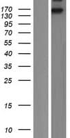 Human INSR / Insulin Receptor Protein (Over-Expression Lysate Myc-DDK (Flag))