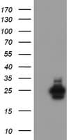 UBE2E3 Antibody (clone OTI4C8)