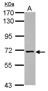 Polyclonal Rabbit anti-Human NCLN Antibody (Internal, WB)