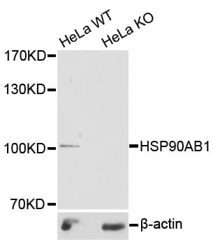 HSP90AB1 / HSP90 Alpha B1 Antibody
