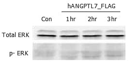 Human ANGPTL7 / CDT6 Protein (Recombinant DDK (Flag))