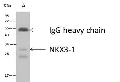 NKX3-1 Antibody (Preservative Free)